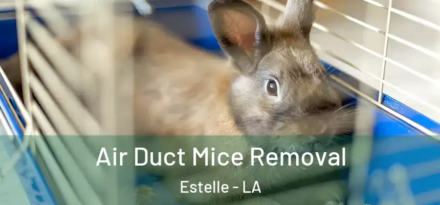  Air Duct Mice Removal Estelle - LA